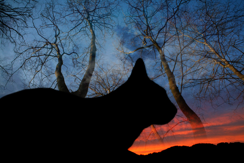 foto de gato negro sobre cielo y árboles